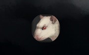 Rat Clicker 2